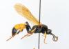 Ichneumon sp.